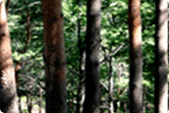 숲속에 울창한 금강소나무 모습
