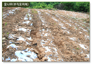 옻나무(부직포피복)