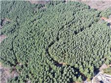 영월 스트로브잣나무 숲