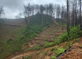 울진 산불피해 생태복원사업지