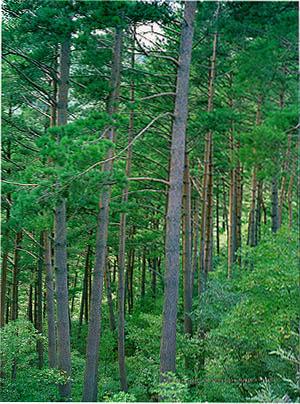 하안미리의 금강소나무 숲 (Red pine forest in Haanmi-ri)