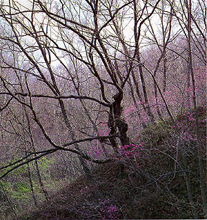 진달래와 숲 (Korean Rosebay in forest)
