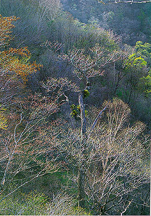 이른봄의 가리왕산 ((Mt.)Gariwangsan in aerly spring)