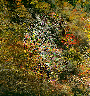 명개리의 가을 숲 (Autumnal Forest in Myeonggae-ri)