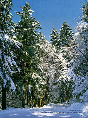 월정사 입구 전나무 숲(Needle fir forest at entrance of Woljeongsa (temlpe) in winter)