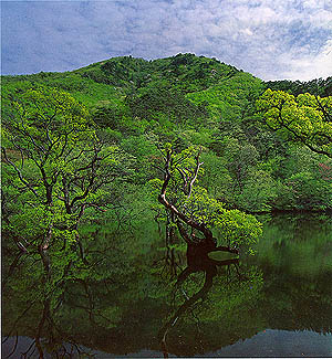 청송주산지의 물에 잠긴 버드나무 숲(Glandulosa willow forest reflected on Chisan lake in Cheongsong-gun)