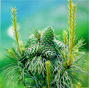 잣나무과 (Korean pine cone)