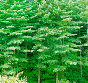 잣나무 숲(Korean pine forest)