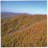 육백산의 일본잎갈나무 ( Japanese larch forest in  (Mt. )Yukbaeksan )