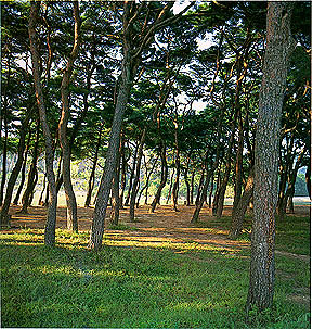 안동군 하회마을의 소나무 숲(Pine forest in the village of Hayor, andong-gun)