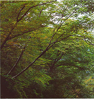 서어나무 숲의 초가을 (carpinus laxiflora forest in early autumn)