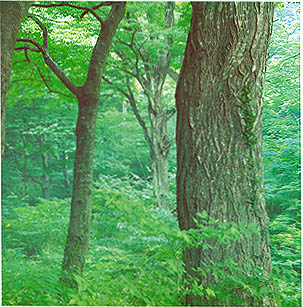 동학사 주변의 느티나무(zelkova tree forest around Donghaksa (temple))
