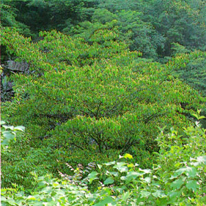 만개나무, 천연기념물 제266호(Berchemia tree, Natural Monument)