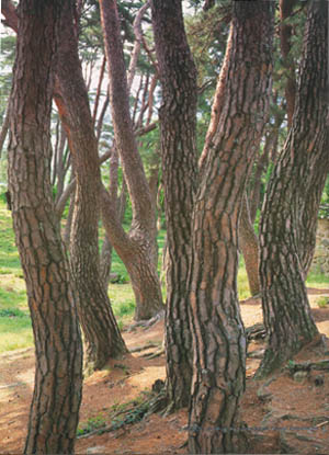 소수서원의 소나무 숲 (Red pine forest around Sosuseowon)