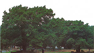 서산시 인지면 애정리의 550년 향나무(Chinese juniper 550years old in lnji-myeon, Seosan-si)