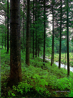 전나무 숲(Needle fir forest)