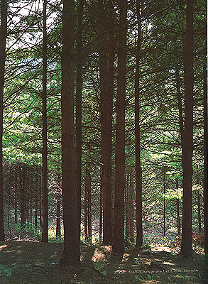 청태산의 잣나무 숲(Korean pine forest in (Mt.) Cheongtaesan)