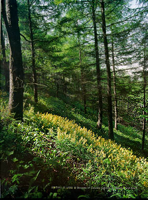 괴불주머니 핀 일본잎갈나무 숲(Blossoms of Corydalis speciosa in japanese larch forest)