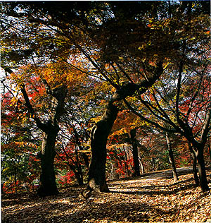 비원의 산책길(Hiking trails in Biweonjeong(garden))