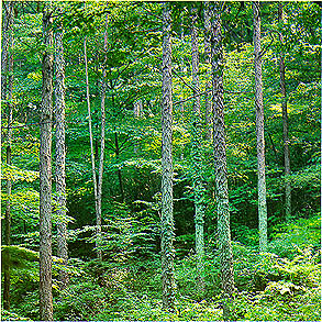 낙엽송 숲(Japanese larch forest)