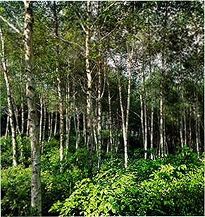 자작나무 숲 (Birch forest)