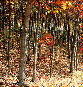 루브라참나무 숲 (Rubra oak forest)