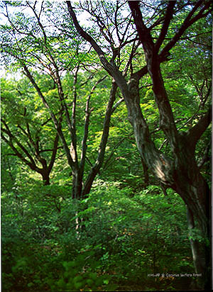 서어나무 숲(corpinue laxiflora forest)