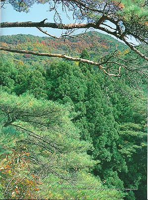 광주광역시 동구 운림동의 삼나무 숲(Japanese cedar forest in Gwangjugwangyeok-si(city))