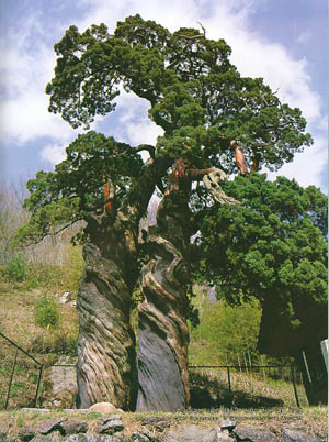 승주군 송광면 이읍리 곱향나무 쌍향수 천연기념물 제88호(Chinesse juniper called Ssanghyansu in seungju-gun, Natural Monument)