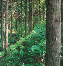 장흥군 안양면 억불산의 삼나무 숲 (japanese cedar forest at (Mt. )Eokbulsan )