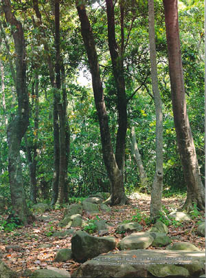 전남 강진군 마령면 마량리 가막섬의 후박나무 숲, 천연기념물 제172호(Community of machilus at Gamakseom(island), Natural Monument)