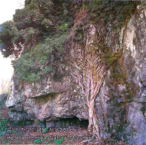 송악 천연기념물 제367호(Hedera rhombea Natural Monument )