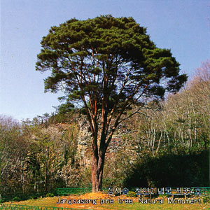 장시송 천연기념물제354호(Jangsisong pine tree, Natural Monument)