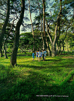 사천군 정동명 대곡리의 소나무 숲(Pine forest in Sacheon-gun)