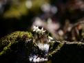 이른 봄 숲의 요정-잔설 속의 너도바람꽃