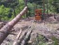 울진국유림관리소, 국산목재 수요 충족을 위한 생산 확대