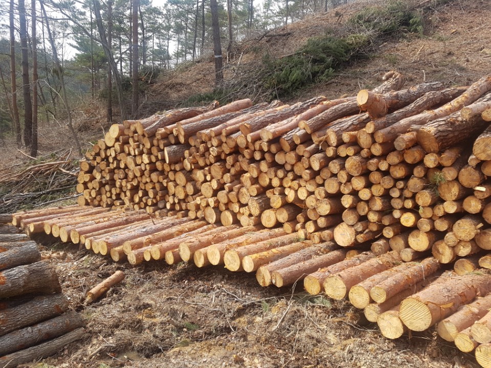 울진국유림관리소, 국산목재 수요 충족을 위한 생산 확대 이미지2