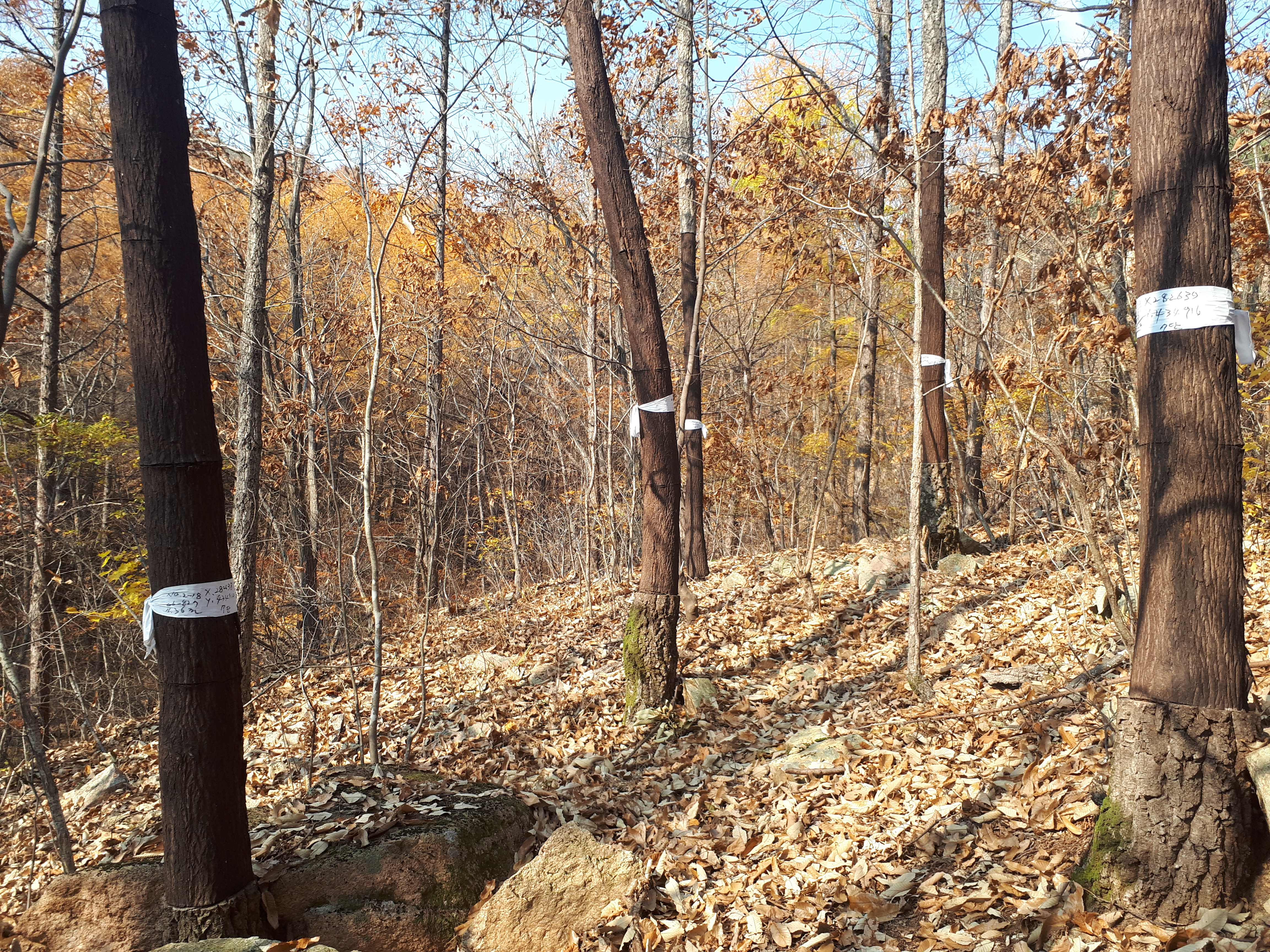 남부지방산림청, 국유림내 굴참나무 껍질 무단채취범 검거 이미지2