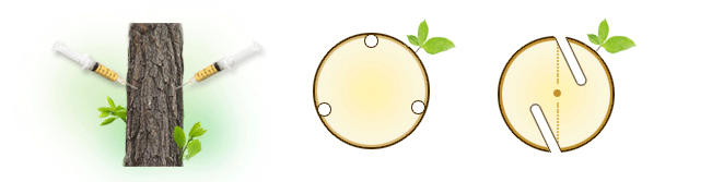 줄기 45 하향 각도로 뚫고 약제를 넣는 이미지, 지상 40∼50cm 높이의 나무줄기에 천공기를 이용하여 직경 1cm, 깊이 7∼8cm의 구멍뚫는이미지,  구멍의 방향은 나무의 중심을 비켜서 변재부에 뚫는 이미지