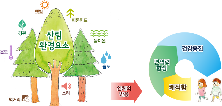 산림환경요소(햇빛,피톤치드,음이온,습도,소리,먹거리,온도,경관)인체의반응은 면역력향상,건강증진,쾌적함