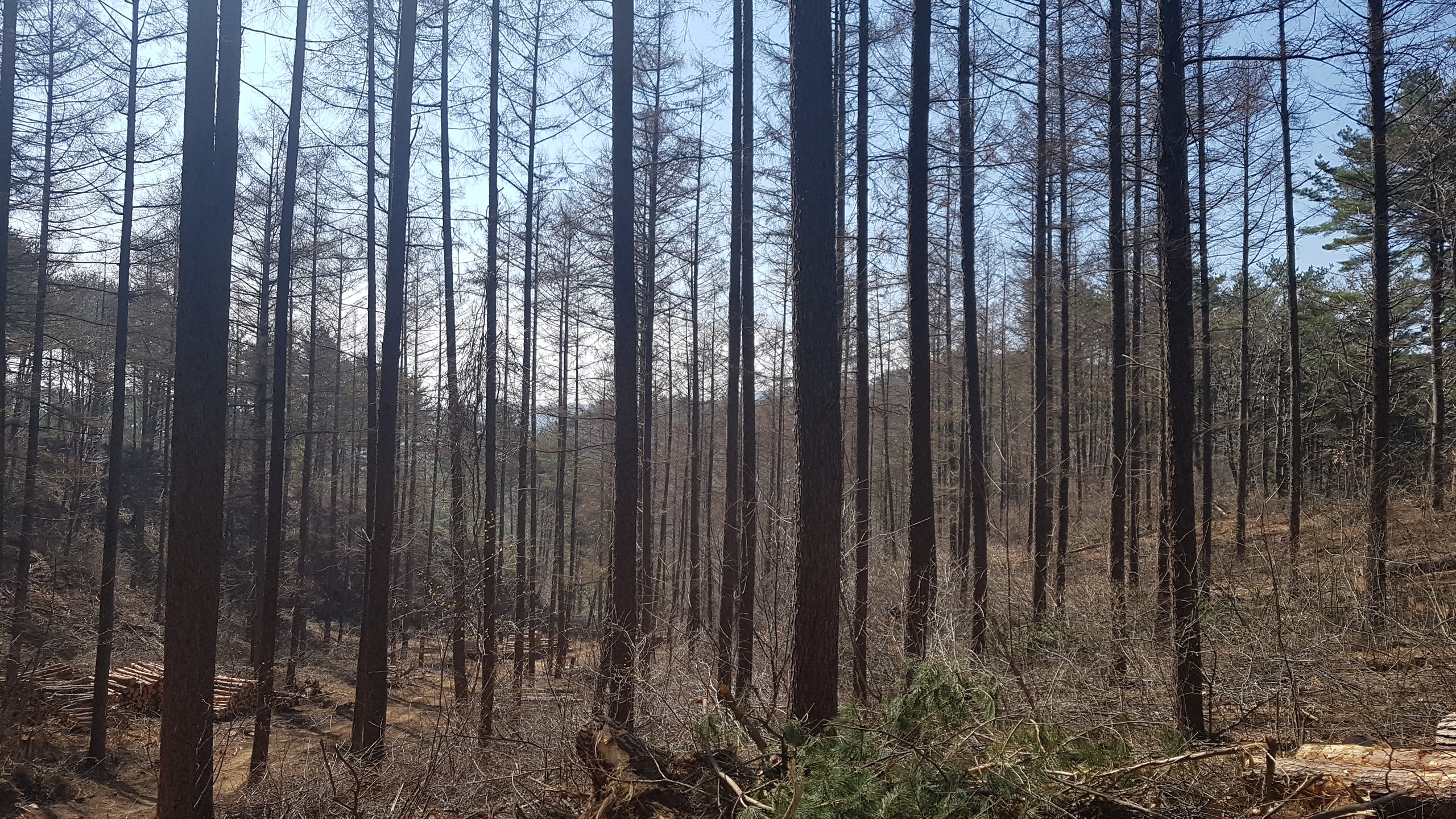 울진국유림관리소, 2021년 숲가꾸기사업 착수 이미지1