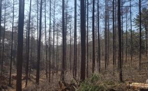 울진국유림관리소, 2021년 숲가꾸기사업 착수