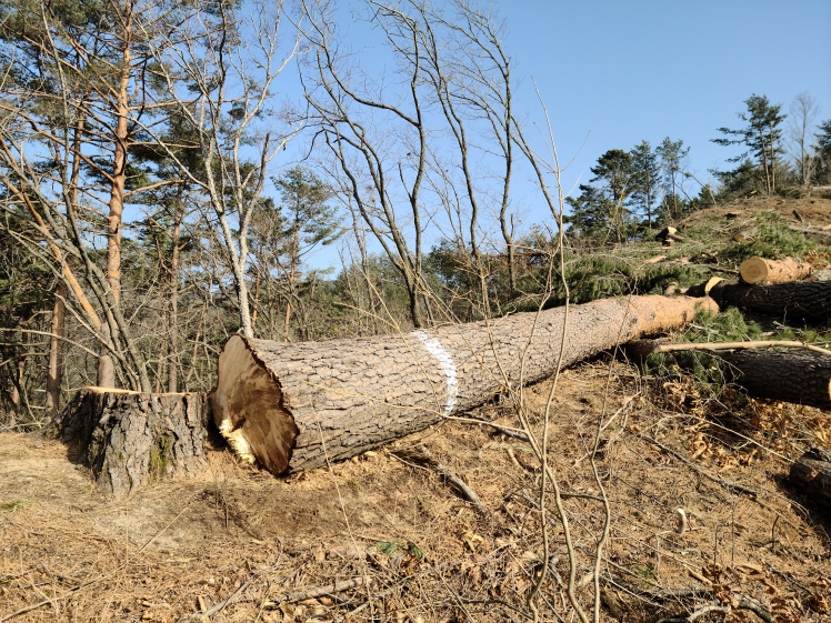 울진국유림관리소, 봄철 산림 내 불법행위 특별단속 실시 이미지1