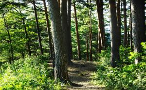 울진국유림관리소, 5월 8일부터 금강소나무숲길 예약탐방가이드제 운영