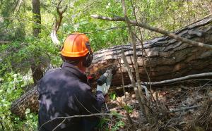울진국유림관리소, 지역 산림병해충 예찰방제 대책본부 운영