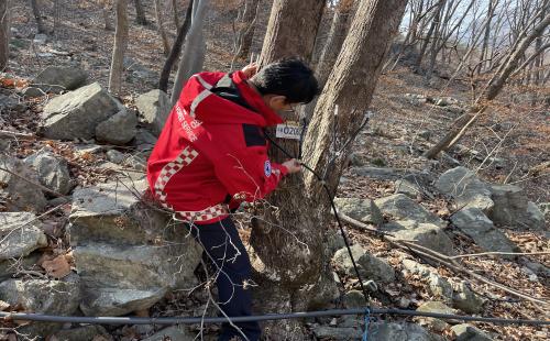 산림청 양산국유림관리소, 고로쇠수액 양여 채취지 현장 점검