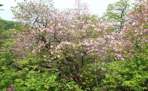 영주국유림관리소, 산림문화자산 550년생 철쭉 보전 토론회 개최 - 고령...