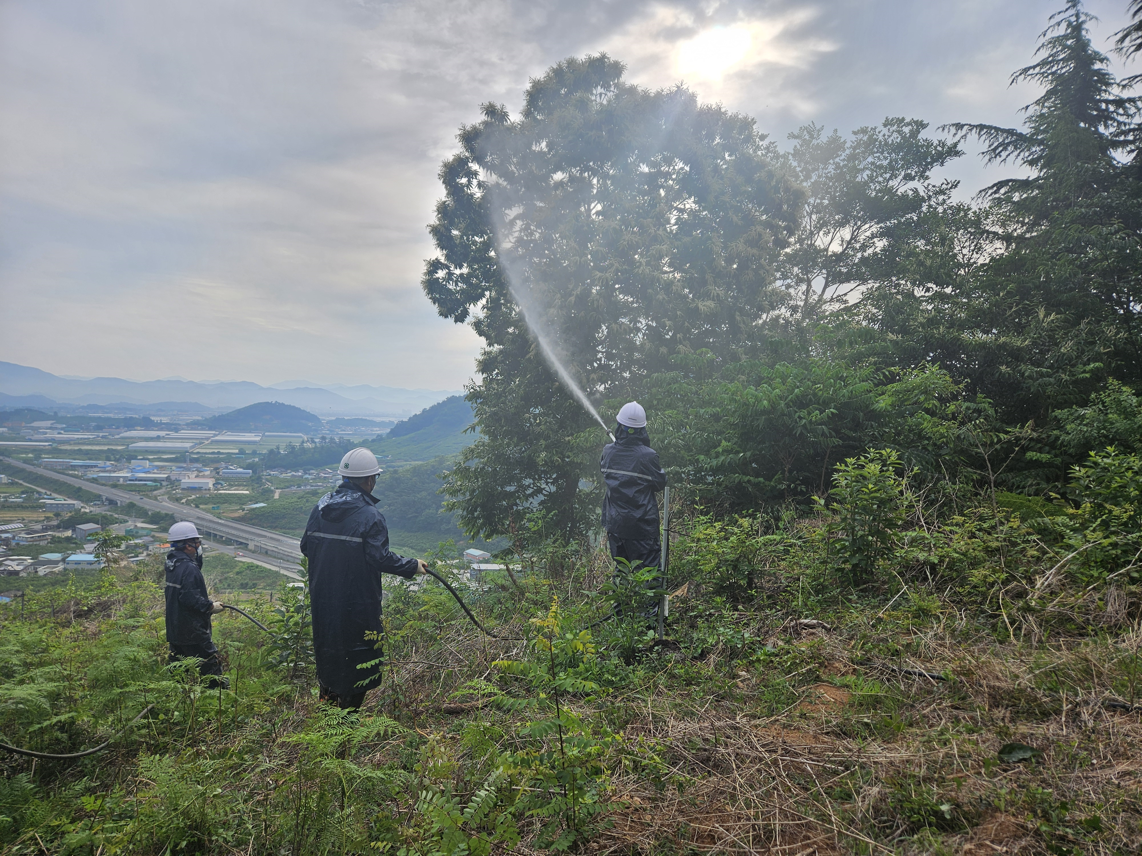 산림청 양산국유림관리소, 농림지 동시발생 돌발해충 협업방제 실시